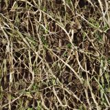 Grass-Roots-Camo