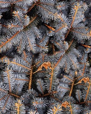 Gray Fir Tree Branches