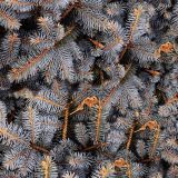Gray-Fir-Tree-Branches-thumb