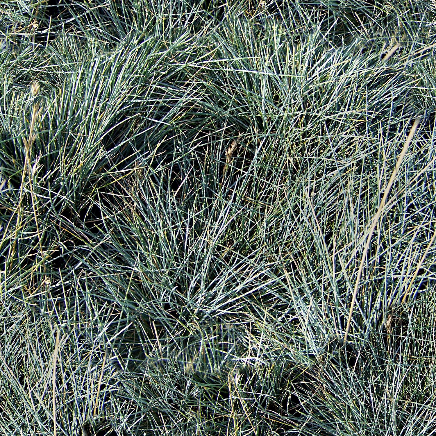 Gray Grasses Camouflage