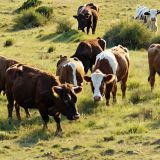 Grazing-Cattle