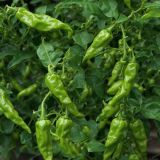 Green-Chili-Pepper-Plant