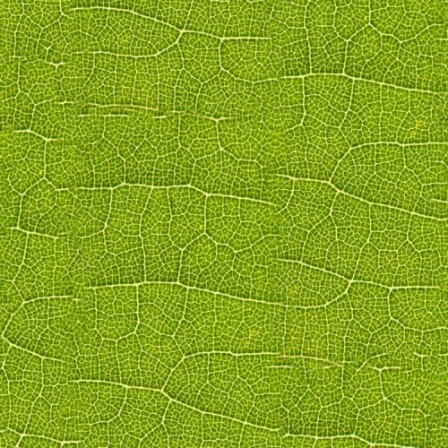 Green Leaf Veins