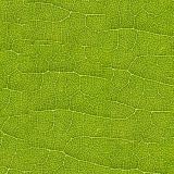 Green-Leaf-Veins