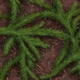 Ground-Juniper