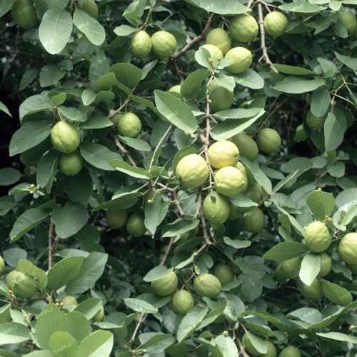 Guava Tree