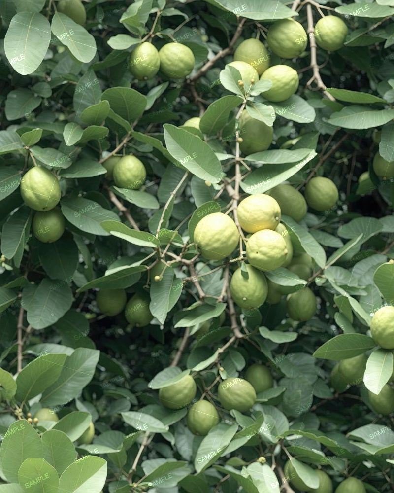 Guava Tree