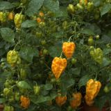 Habanero-Pepper-Plant