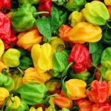 Habanero-Peppers