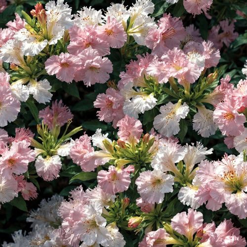 Hawaiian Azeleas