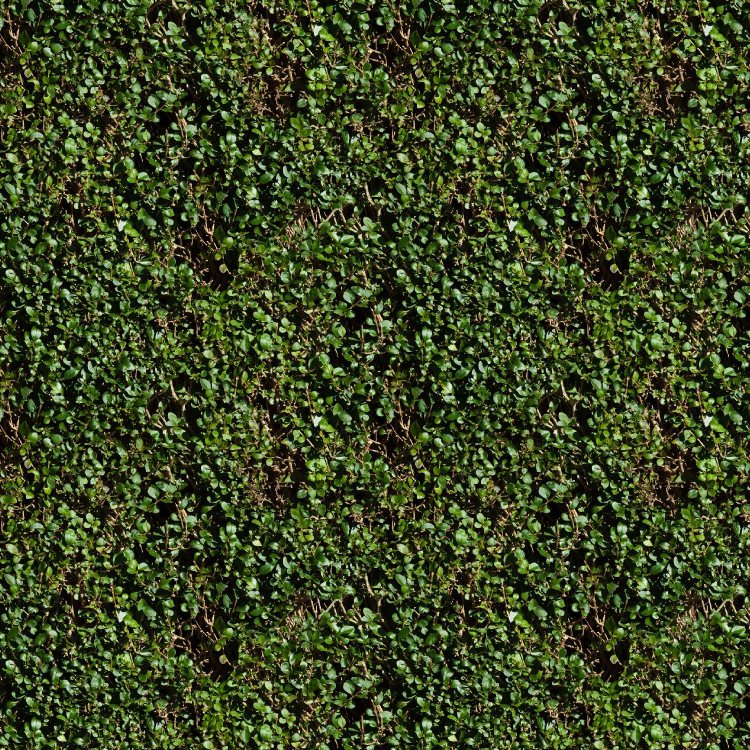 Hedge 22