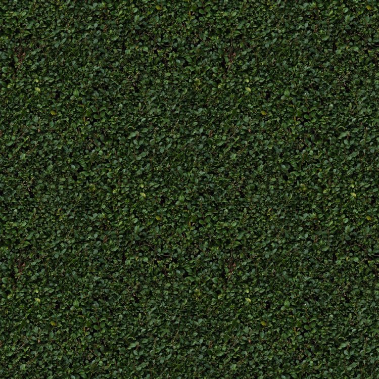 Hedge 23