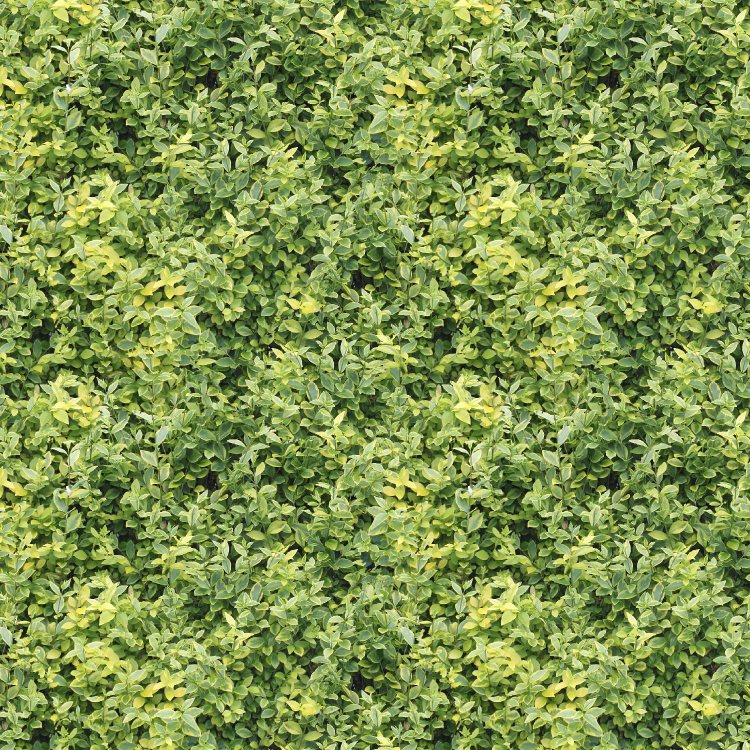 Hedge 24