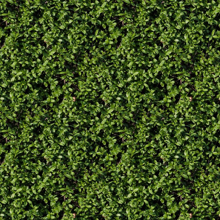 Hedge 25