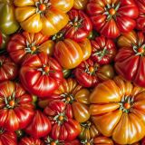 Heirloom-Tomatoes-42.jpg