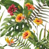 Hibiscus-24