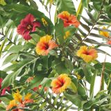 Hibiscus-25