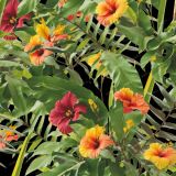 Hibiscus-26