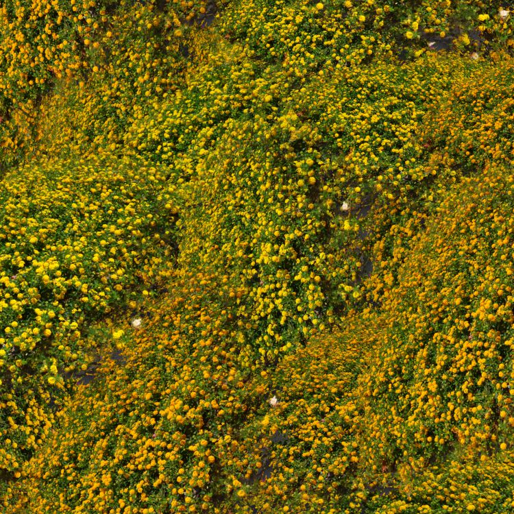 Hills of Flowers
