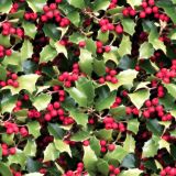 Holly-Bush-43