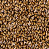 Honey-Bees-22
