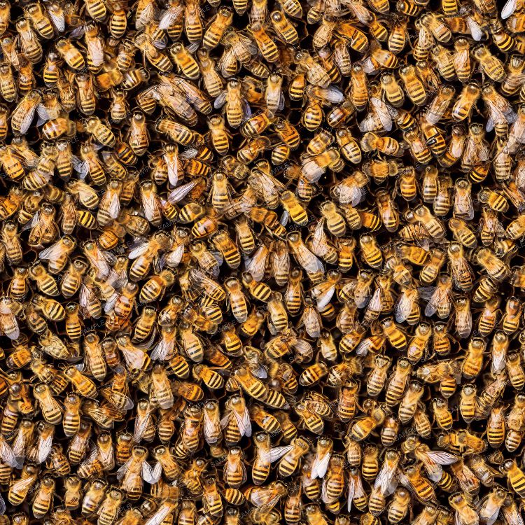 Honey Bees 22
