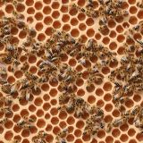 Honey-Bees-25