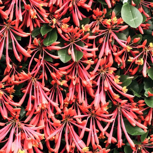 Honeysuckle Flowers