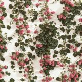 Hop-Vines