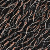 Human-Sperm-22