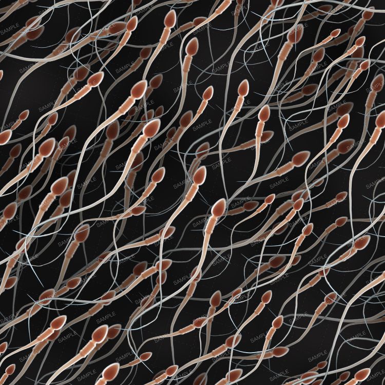 Human Sperm 22