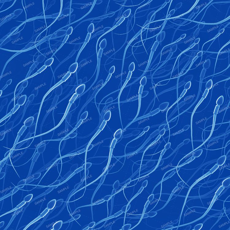 Human Sperm 23