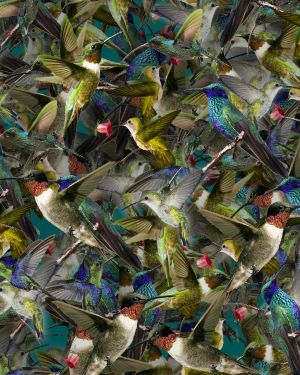 Humming Birds 22