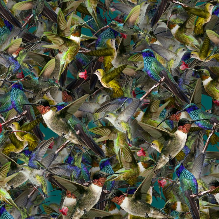 Humming Birds 22