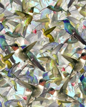 Humming Birds 23