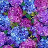 Hydrangeas