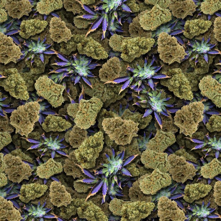 HypnoBud