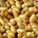 Idaho Potatoes