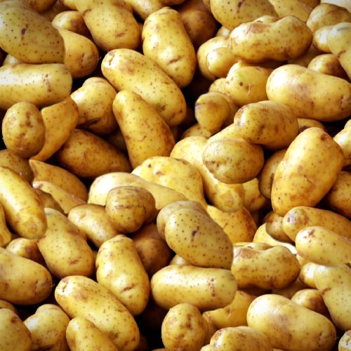 Idaho Potatoes