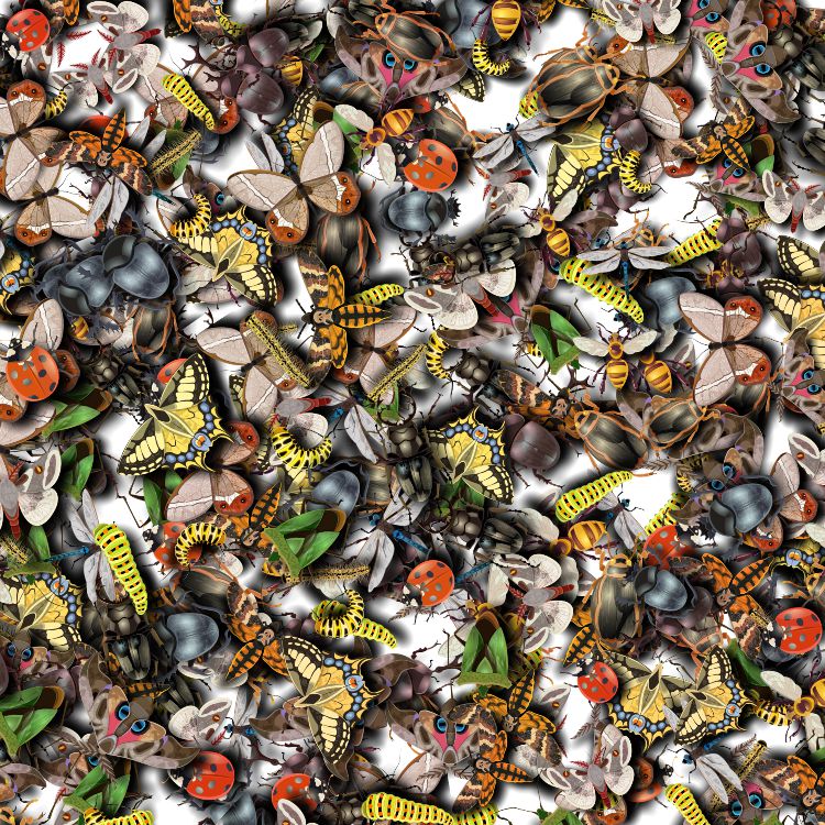 Insects 22