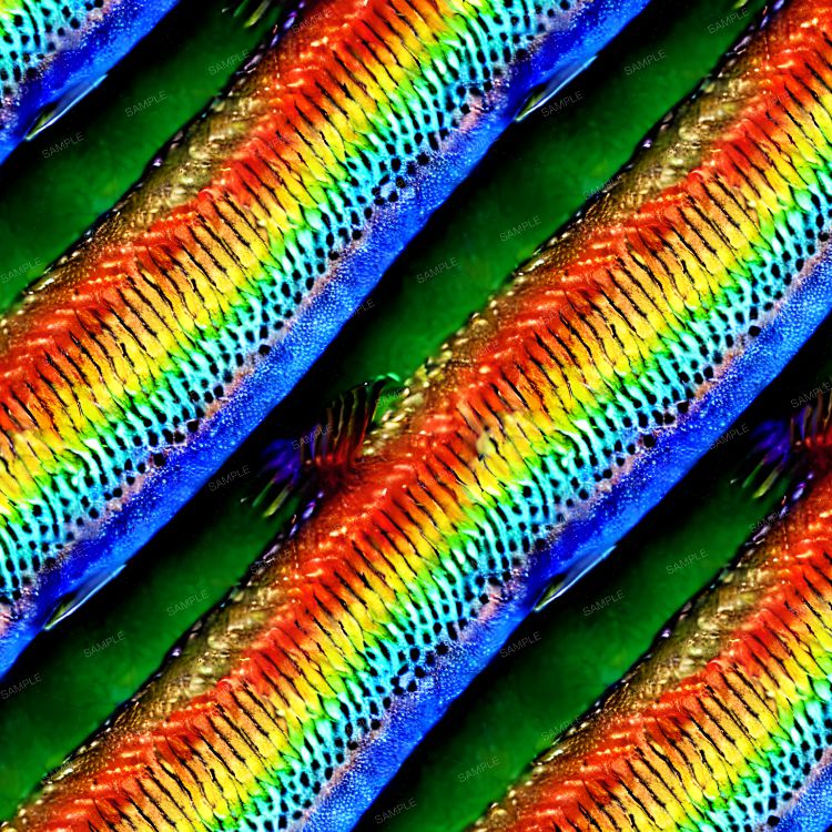 Iridescent Fish Scales 23