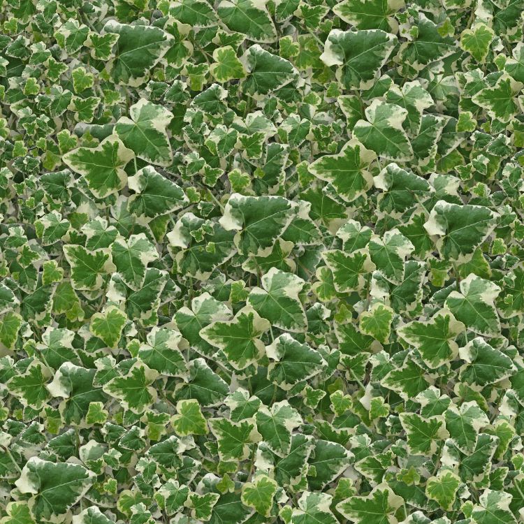 Ivy Vines 24