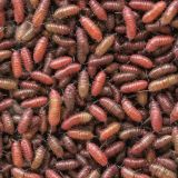 Japanese-Beetle-Grubs