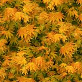 Japanese-Maple-23-thumb