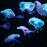 Jellyfish