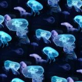 Jellyfish-22
