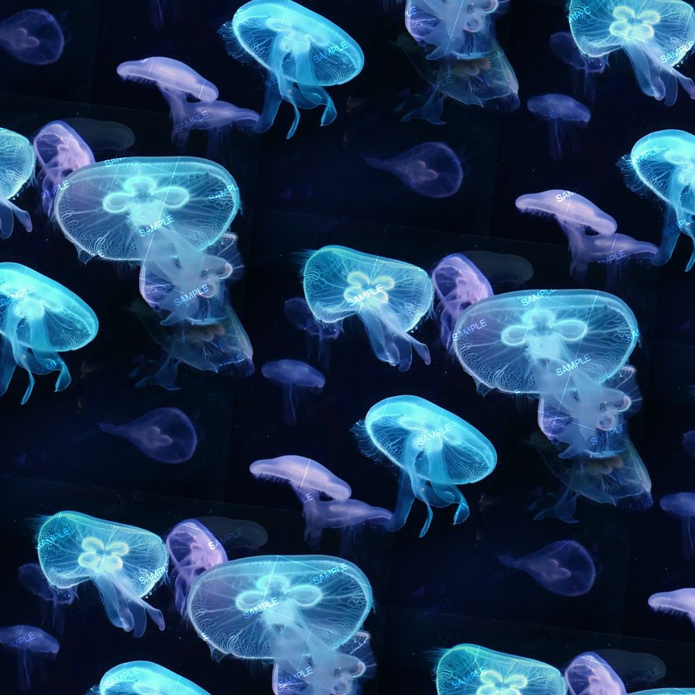 Jellyfish 22
