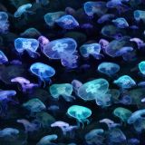 Jellyfish-23