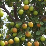 Jujube-Tree