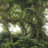 Jungle-42